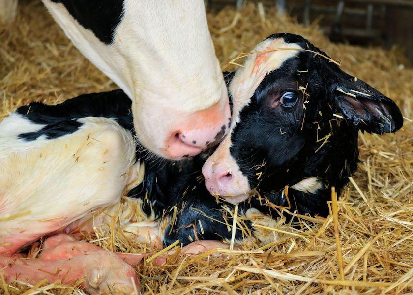 Breech calves, oversized calves and backward calves are just a few of the kinds of calves that often need a helping hand at birth.