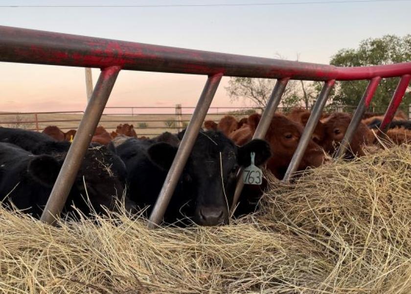 Weaned calves.