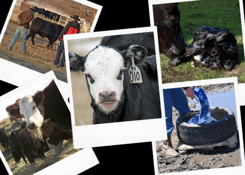 The past year has been no walk in the park for producers. As we prepare to close out another year on the calendar, here’s a look back at the top five production focused stories that cow-calf operations found helpful this year.