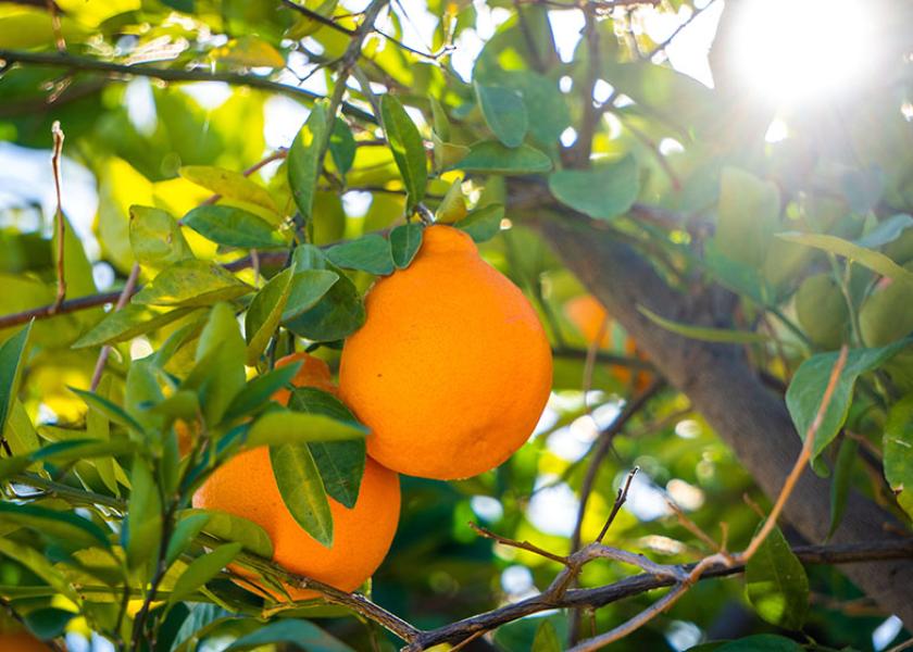 Temperatures drop in Florida citrus region.