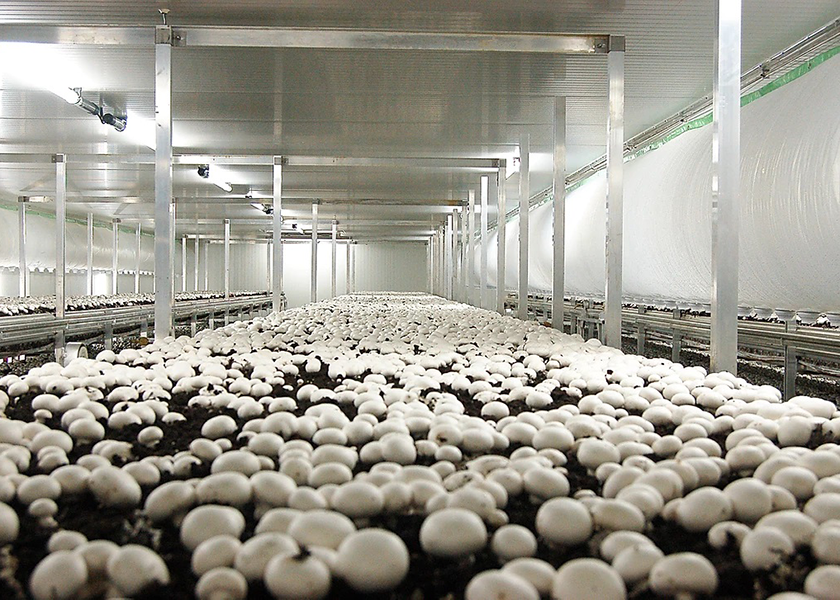 Phillips Mushroom Farms, Kennett Square, Pa., which focuses on organic mushrooms, opened a facility early in 2022 in Jennersville, Pa., about 10 miles west of Kennett Square.