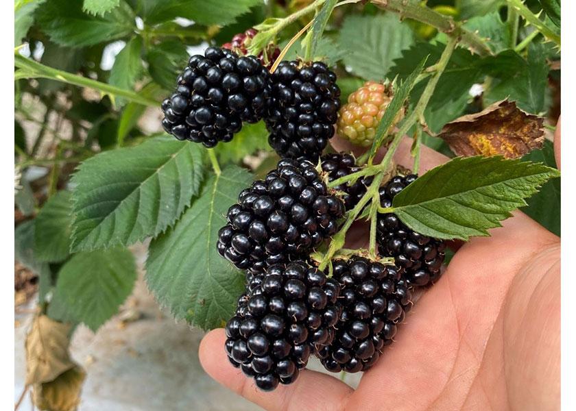 Amelali blackberries are among the proprietary varieties available during the winter months from Sun Belle Inc., Schiller Park, Ill. 