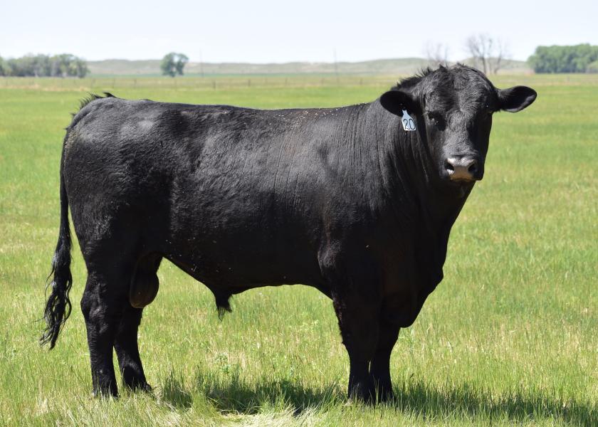 With the turn of the calendar year, bull sale season hits the ground running across cattle country. Be sure to consider all the options when it comes to attaining a bull.