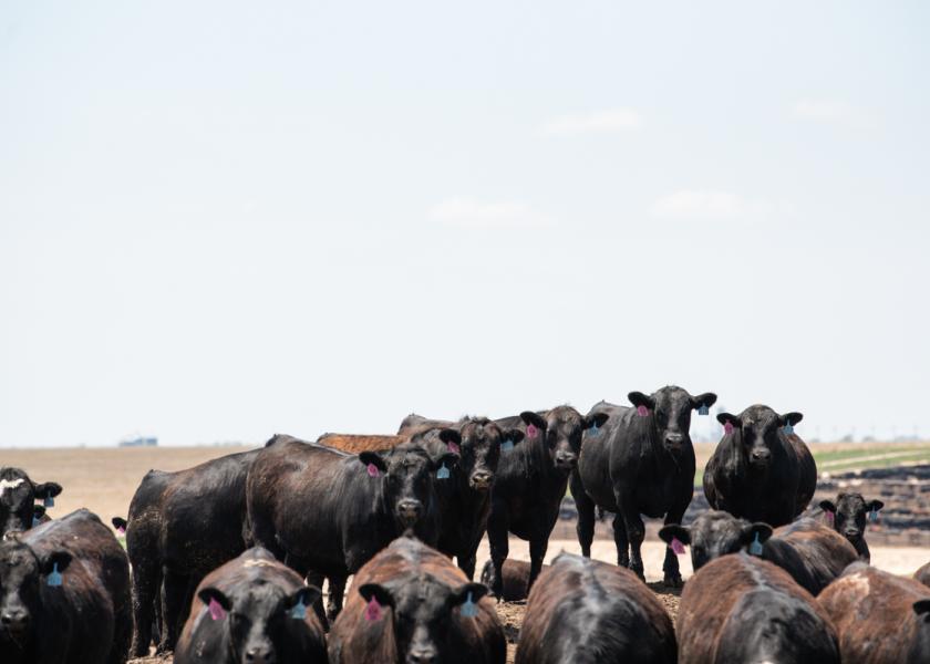 Moving forward, lower quality grades in May and lighter carcass weights combined with shorter fed cattle supplies may be expected, driving premiums into the high-quality cattle and beef markets. 