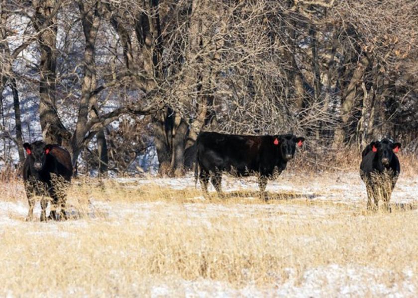 Cows greater than 10 years of age tend to be at higher risk for “winter cow syndrome” because some cows in this age group will have “broken mouths” or no teeth. While these cows may be able to maintain body weight when grazing growing forage, they are at risk of losing weight on dormant forage or hay.