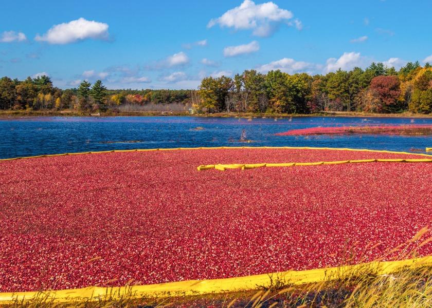Researchers at the USDA’s Agricultural Research Service have discovered several nematode species in Wisconsin soils that can kill major pests lurking in U.S. cranberry bogs in less than 72 hours.