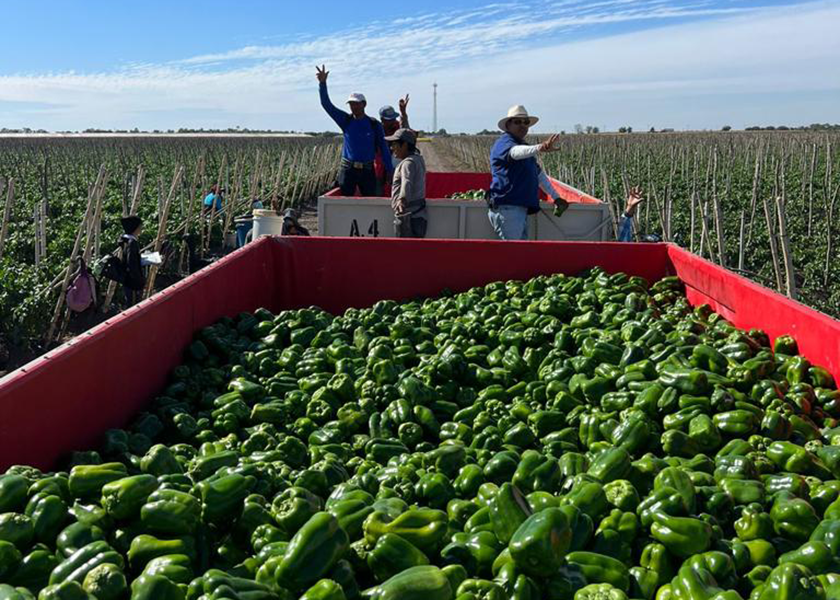 The green bell pepper market has been steady in the high teens with volume expected to increase in January, according to Fresh Farms sales representative Marco Serrano.
