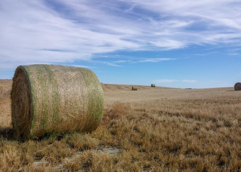 If you do need to purchase hay to fill a forage gap this winter, there are some risks that need to be considered.