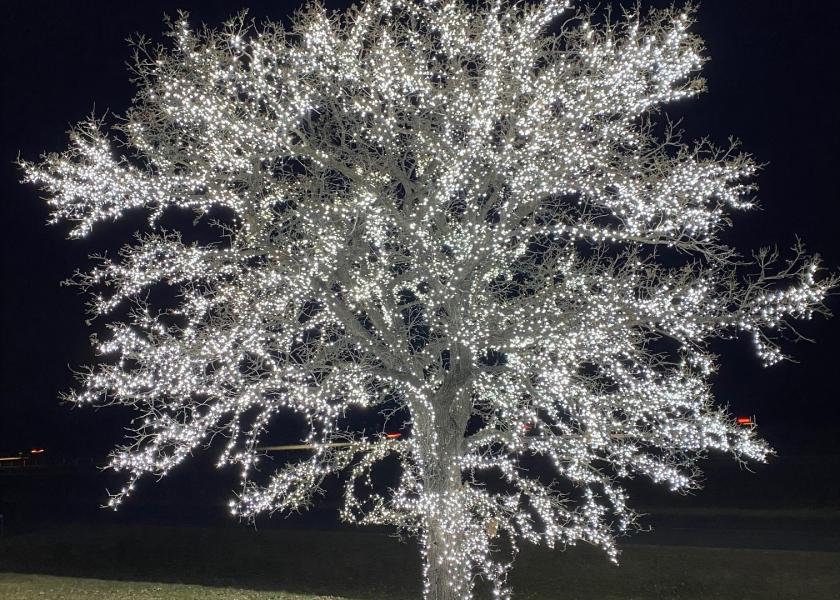 In 2012, Jerry Lageson flipped the switch and transformed an oak tree into a landmark for thousands of passersby. South of Faribault, Minn., Lageson annually adorns this tree with 50,000 white lights.