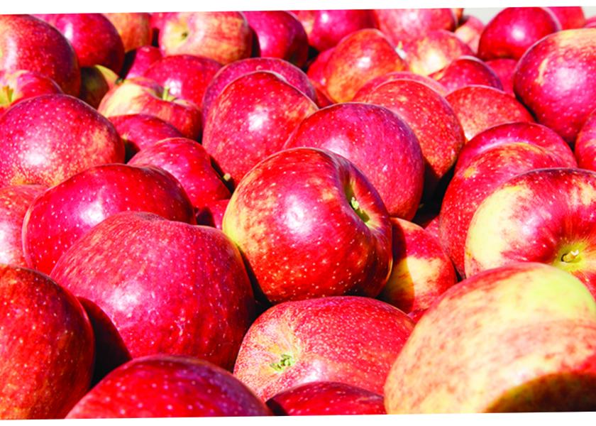 Multiple growing regions in North America have strengthened the availability of the crunchy, flavorful apple variety this winter, despite crop shortages in Washington.