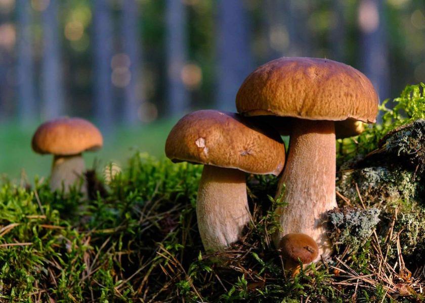 From magnificent mushrooms to restaurants serving more early-dinner patrons to spelling out specifically the reasons why sustainability matters; the upcoming year is promising to be one of the most exciting in food culture yet.