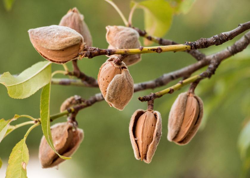 For the first time in a quarter of a century, California almond acreage is reduced due to orchards facing drought conditions and extreme weather, according to a recent report. 