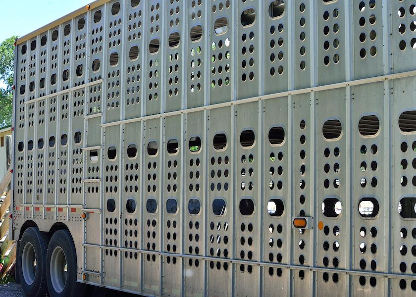 When baby calves are transported from their home dairy to a separate rearing site, they need support in multiple ways. 