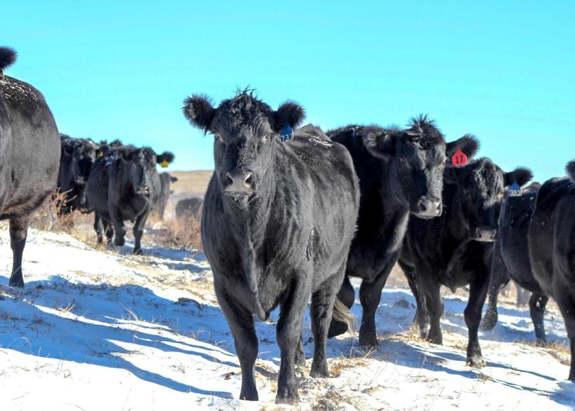 Cold stress increases a cow’s energy requirement and can pull down her body condition. As winter storms have already swept through cattle country, here's some tips to help your herd now through spring.