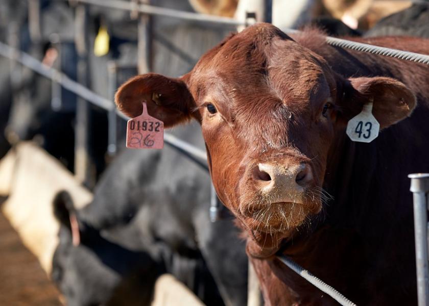 USDA's Agricultural Marketing Service (AMS) will host a series of cattle industry listening sessions in the coming months to gather stakeholder feedback on the Cattle Contracts Library Pilot Program in key cattle production states.
