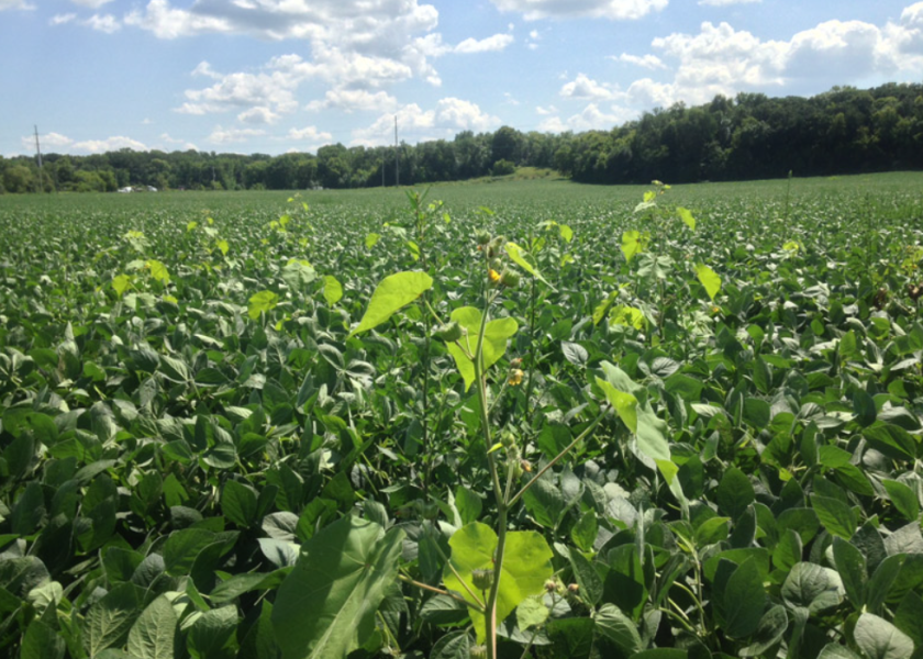 Weed escapes in Minnesota soybeans.