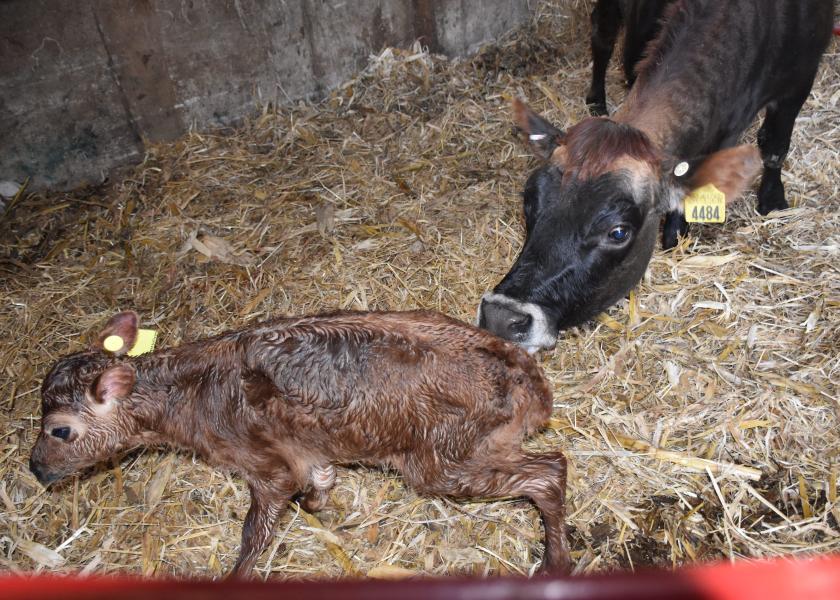 Newborn calf and mom.