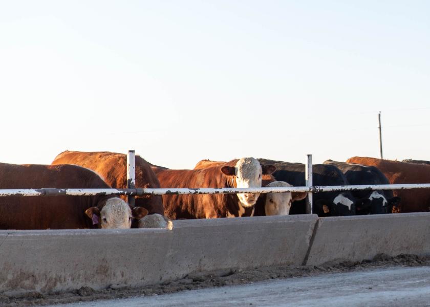 More than 1,400 head of Hereford and Hereford-influenced feeder cattle are on feed at HRC Feed Yards, Scott City, Kan.