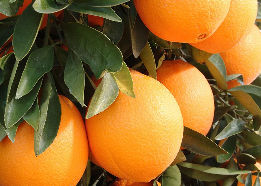 Bee Sweet Citrus is encouraging consumers to look to heirloom navels as a healthy addition to their diet.