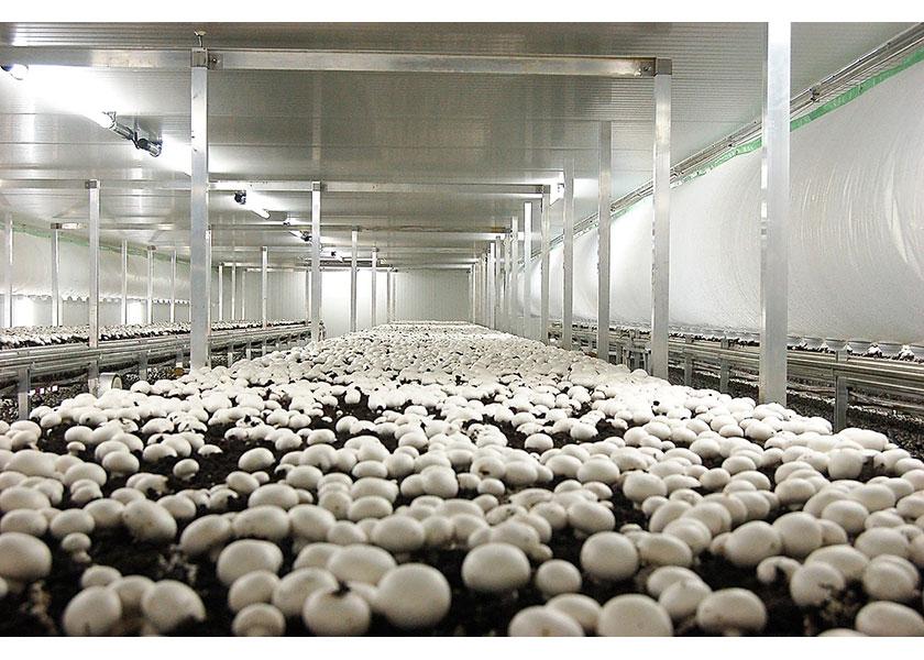 Phillips Mushroom Farms, Kennett Square, Pa., which focuses on organic mushrooms, opened a facility in Jennersville, Pa., about 10 miles west of Kennett Square, early in 2022, says Sean Steller, director of business development. 