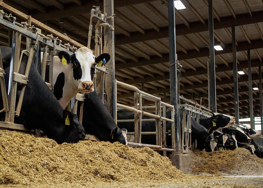 With good data dairy farmers can know what keeps cows healthy and what causes mortality. 