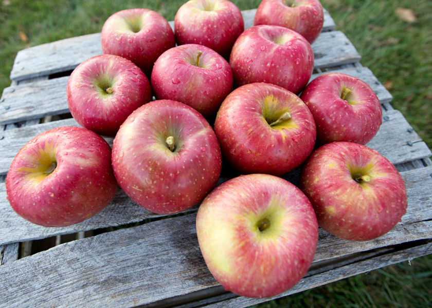 Total 2022-23 season-to-date shipments of Michigan fresh apples through May 28 totaled 6.93 million cartons, up 51% from 4.6 million cartons at the same time a year ago. Pictured are EverCrisp apples.