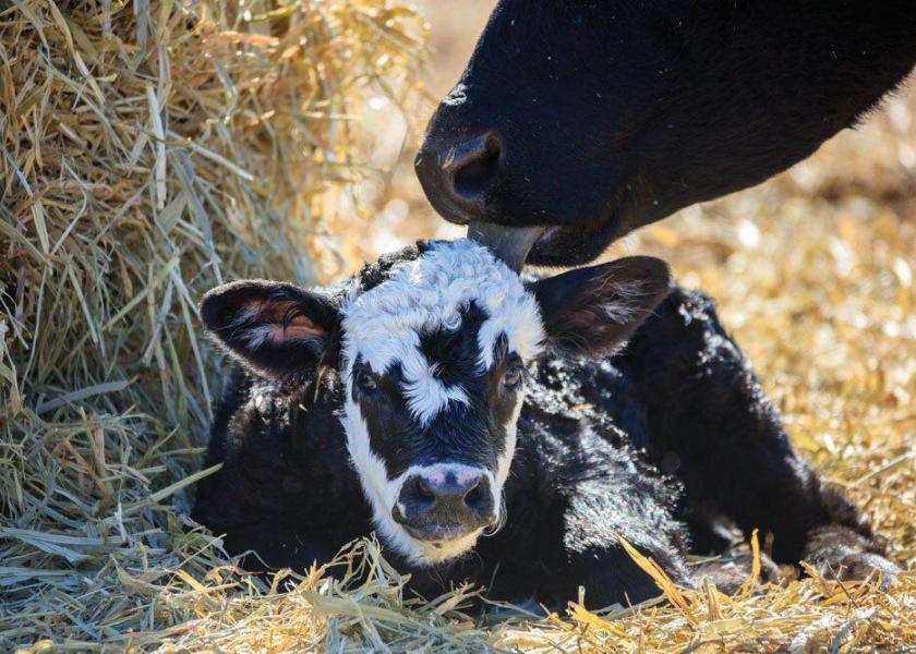 Electrolytes can serve as a needed boost for a scouring calf. Here's a look at what’s in electrolyte products, how much electrolytes should be given and a few ways and tips on how to give electrolytes to a calf.