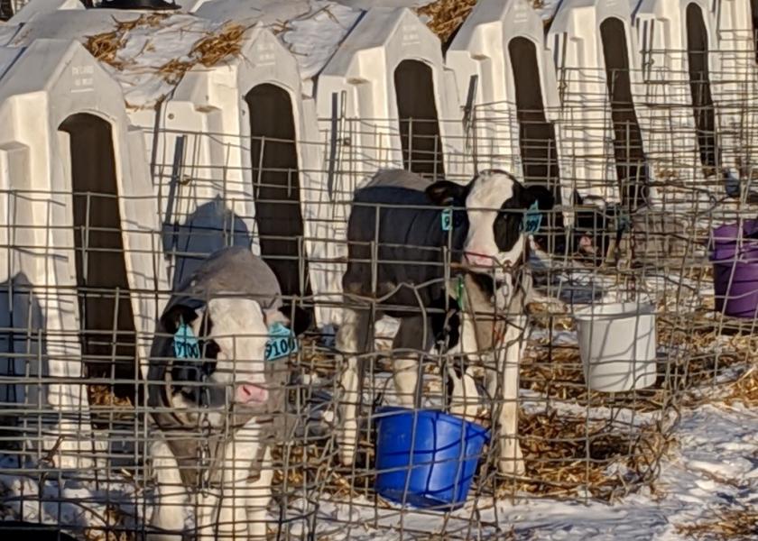 Sherry Arnold’s “secret weapon” in keeping calves warm is consistent use of calf jackets for about half the year, starting in November – but not just any calf jackets. The only jackets she will use are made of 70% wool.