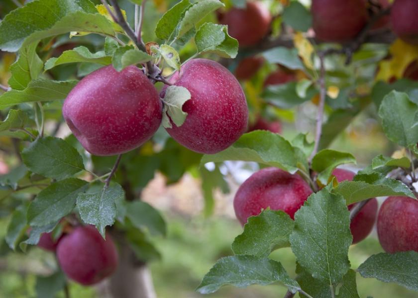 Pink Lady apples have big promotional opportunities this season, says Catherine Gipe-Stewart, director of marketing of Domex Superfresh Growers, Yakima, Wash.