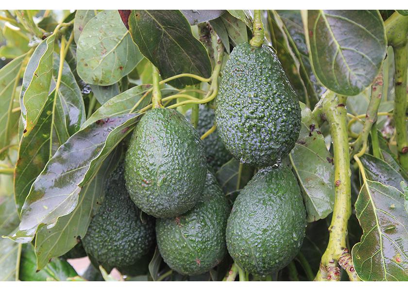 The California Avocado Commission has forecast 257 million pounds of avocados for the 2022-23 harvest season, a slight decrease from last year’s volume. 