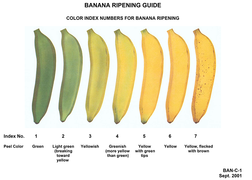 Where a banana falls on this green-to-yellow spectrum holds the key to where this banana will travel next on its circuitous journey from farm to produce aisle.