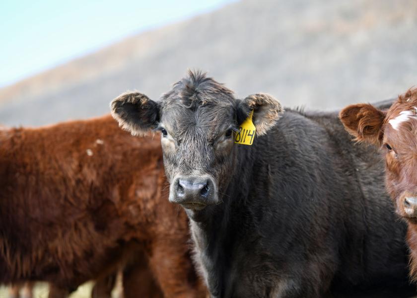 While there are many factors that weigh into creating a treatment regimen, understanding the different classes of antibiotics and how they work is important to ensure cattle are getting the best treatment response. 