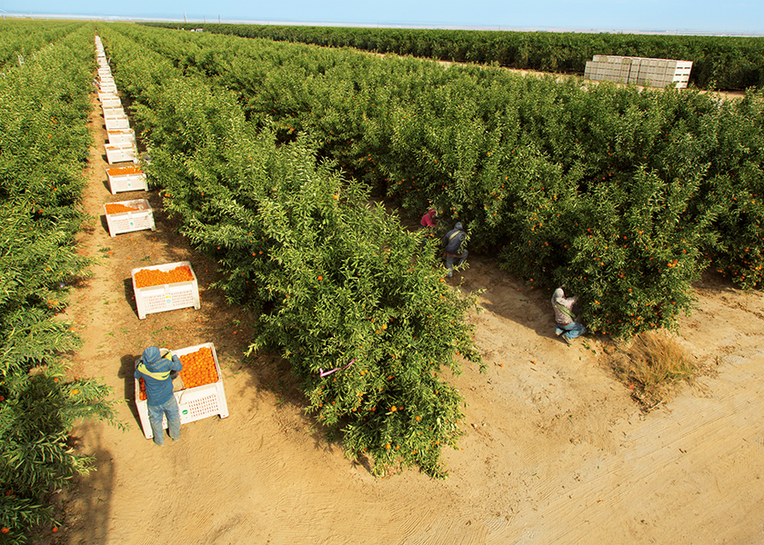 Limes in Mexico and Halos in California will see increasing organic volume in the years ahead, said Zak Laffite, president of Wonderful Citrus. Pictured are workers in a Halos orchard.