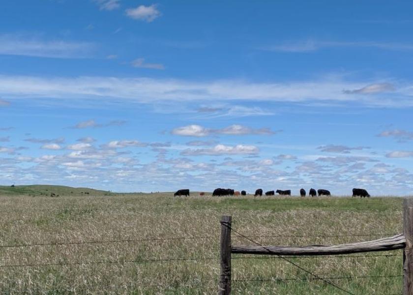 When calves on grass drop like flies, have minimal gains and many carcasses are condemned on the rail, Kansas State University experts uncover the unfortunate cause. 