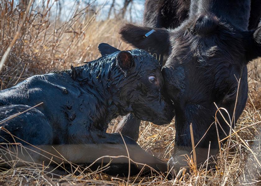 Motherly attention and the initial health status of a newborn calf play key roles in the future well-being of the animal. 