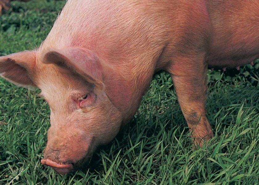 Breeding of pigs naturally resistant to PRRS may reduce the environmental impact of pork production by improving efficiency, Acceligen says.