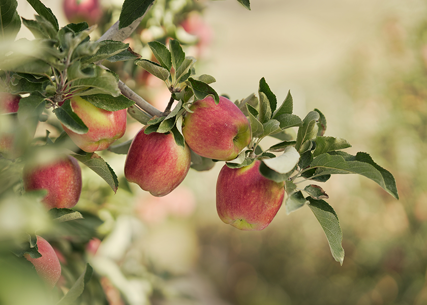 CMI Orchards says Ambrosia Gold continues to hold a top 3 spot nationally among branded apples and ranks ninth for all conventional and branded apples in the U.S. in both sales and volume.

