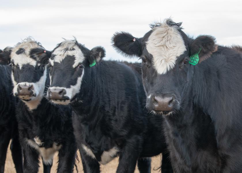 Uncertain when, but there will be strong interest in rebuilding the herd when conditions permit. Leaving aside the question of more drought, what's possible in 2023 given current availability of replacement heifers?