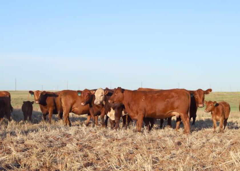 As the idea of rebuilding herds is on the horizon, how producers go about it will drive how high prices go and for how long, says Wes Ishmael.