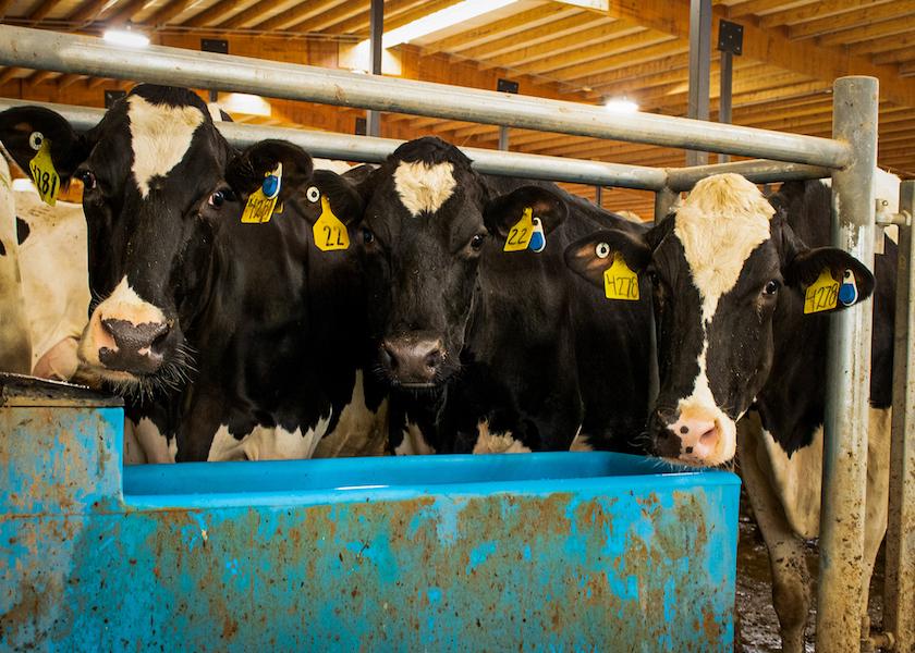 High slaughter rates could curtail milk production growth in 2023.