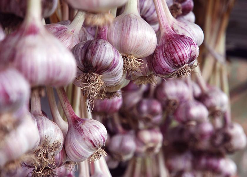 Arriving on both the East and West coasts, Oppy’s conventional Spanish garlic is available year-round in bulk and 3-pack mesh bags.