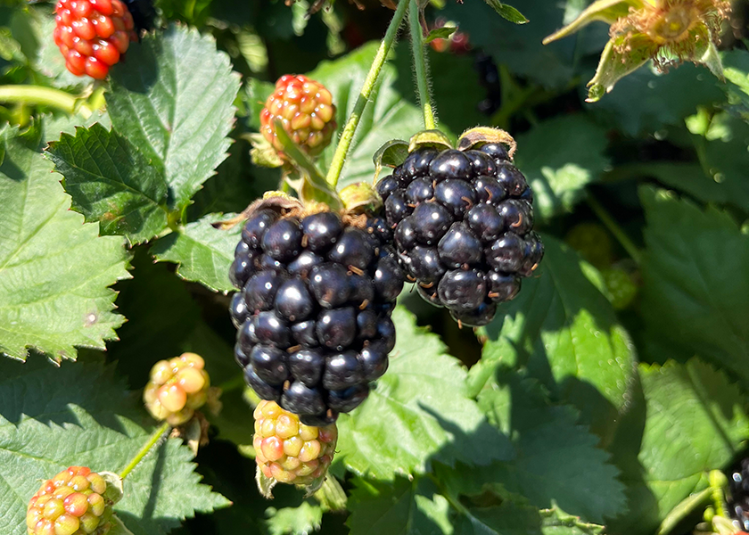 The Southern Grace proprietary blackberry from Salinas, Calif.-based Naturipe Farms is “a fantastic piece of fruit,” says Brian Bocock, vice president of product management.