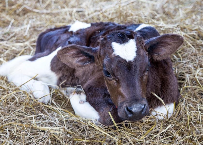 To identify sick calves early, it's best to have an objective, consistent method of evaluating animal health that goes beyond visual appraisal.