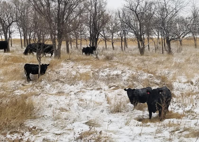 For beef cowherds, forages are the backbone for meeting nutrient demand. 