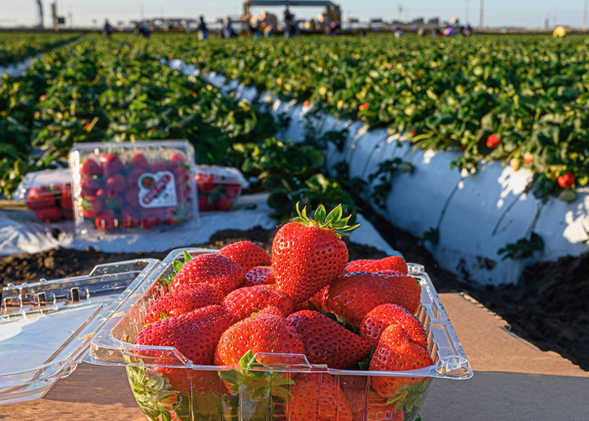 Strawberry picking in Southern California got off to a late start this year, but in late January, Jim Grabowski, director of marketing for Watsonville, Calif.-based Well-Pict Inc., was predicting “large-size fruit, good volume and good quality” this season.