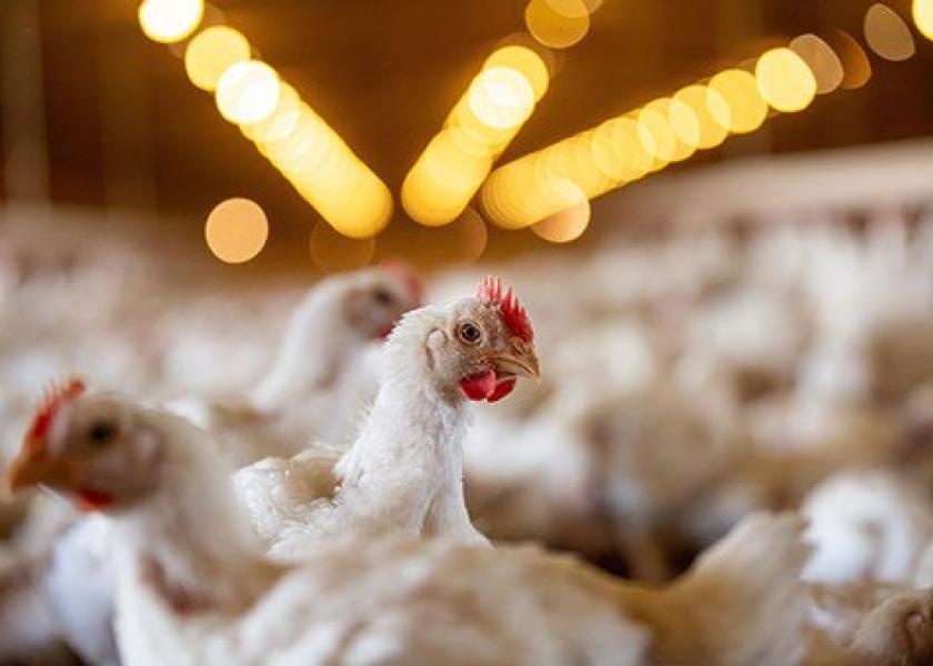 “We’re positioned much better to handle bird flu now than we were in 2015,” Northey said. “We know that having all the tools we have today, there was likely very little farm-to-farm spread last year.” 