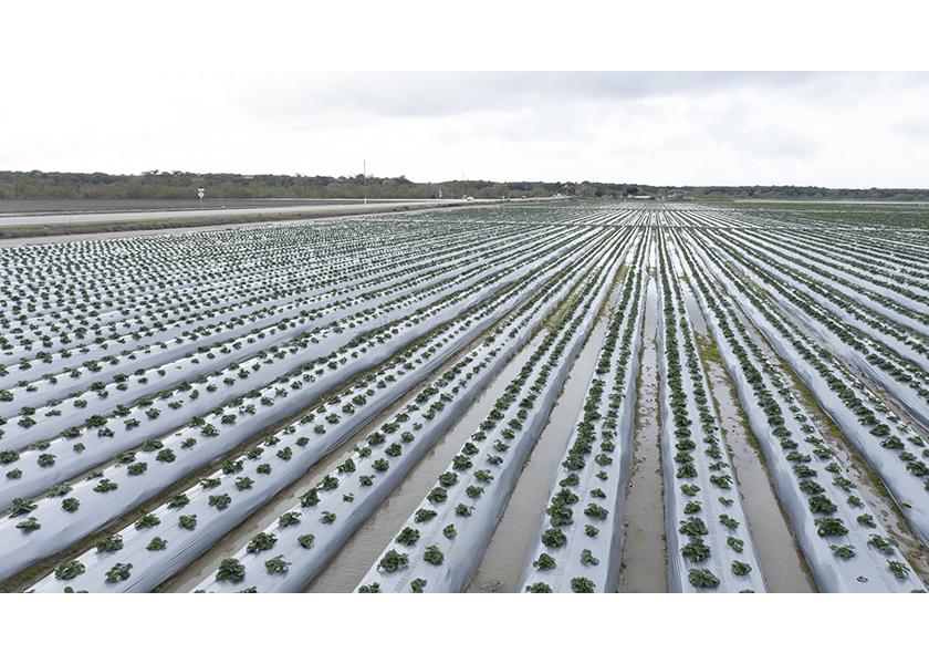 “For the farms that were flooded, this catastrophe hit at the worst possible time. Farmers had borrowed money to prepare the fields and were weeks away from beginning to harvest," California Strawberry Commission President Rick Tomlinson said in a statement. 