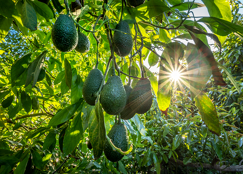 Temecula, Calif.-based grower Eco Farms works in partnership with Vancouver, Canada-based The Oppenheimer Group (Oppy) to bring California avocados to market — mainly the hass variety.