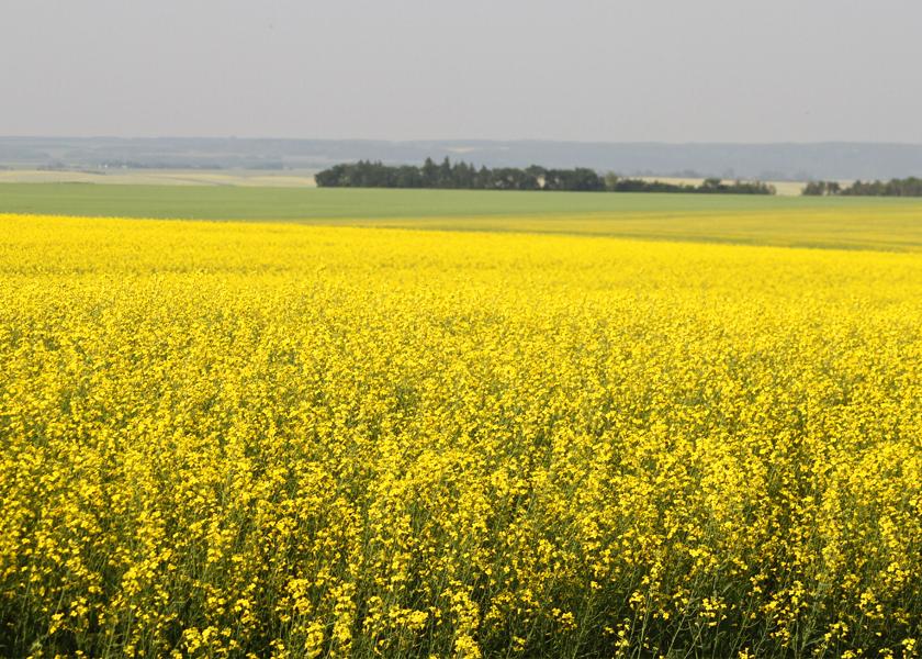 A new partnership between Corteva, Bunge and Chevron to create proprietary canola hybrids will boost vegetable oil supplies to fuel the renewable diesel market while also creating a new revenue stream for farmers. 
