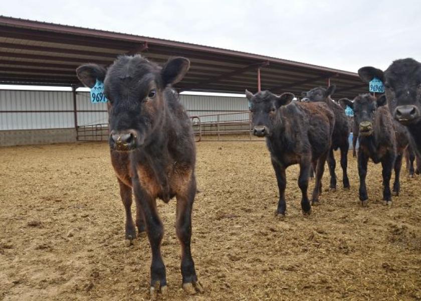 No matter when beef cross calves are being sold, steps can be taken to make them more marketable.